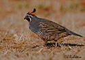 Callipepla californica